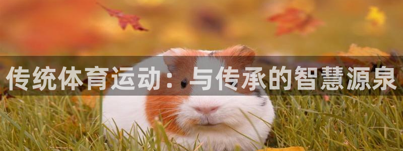 三亿体育网页版：传统体育运动：与传承的智慧源泉